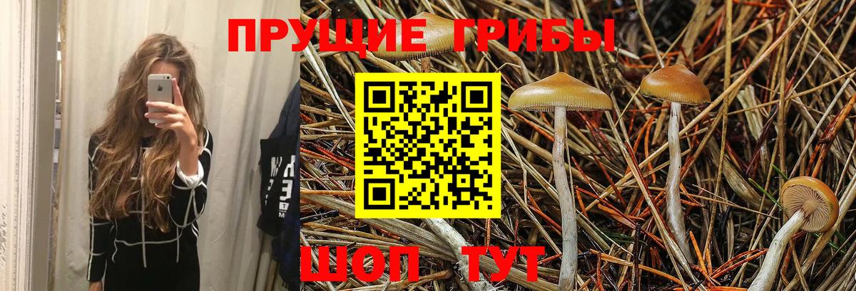 Псилоцибиновые грибы Psilocybine cubensis  Вход с VPN  Сегежа 
